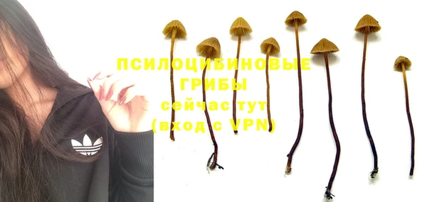 сатива Горняк